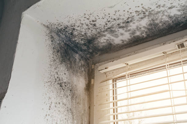Affordable Mold Inspection And Testing solutions in Richland, WA